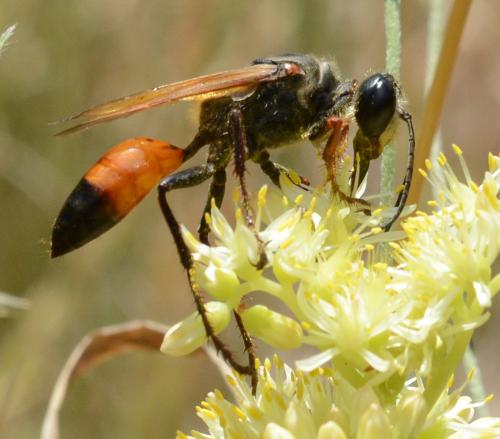 Réf. 267 618 : Sphex funerarius